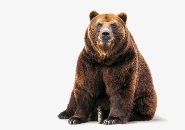 Mơ thấy con gấu là điềm may hay rủi, đánh con số đề nào?