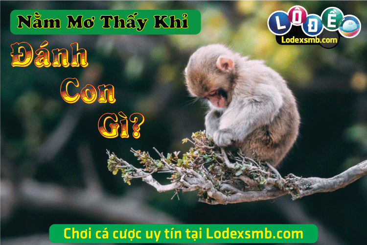 Nằm Mơ Thấy Khỉ - Ý Nghĩa Và Con Số May Mắn